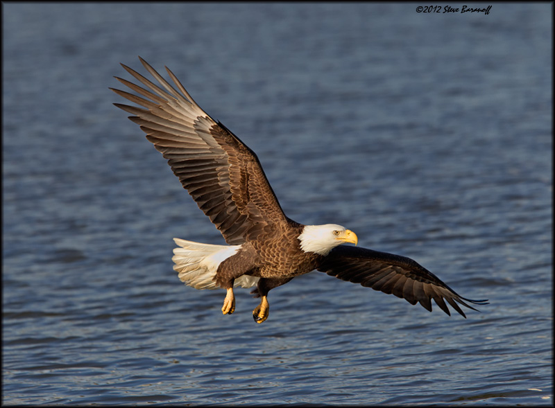 _2SB1880 american bald eagle.jpg